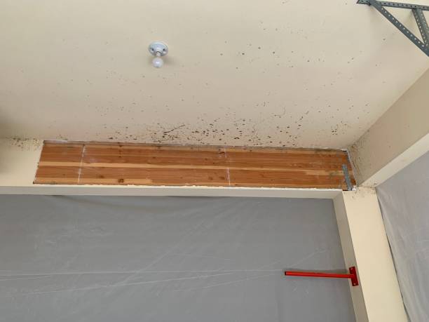 Best Mold Prevention Services  in Red Hill, SC